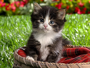 Animals, Grass, Sit, Kitty, Kitten, Kid, Tot, Waiting, Expectation HD wallpaper