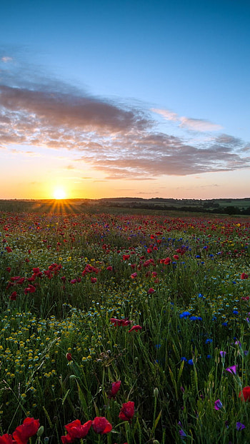 Sun Shine Over Flowers Field, flowers field, sun shine, nature HD phone wallpaper