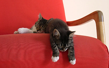 Animals, Chair, Couple, Pair, To Lie Down, Lie, Kittens HD wallpaper
