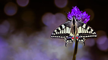Butterfly, naimla, nature, flower HD wallpaper