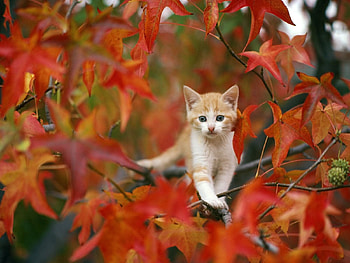 Animals, Leaves, Kitty, Kitten, Hide HD wallpaper