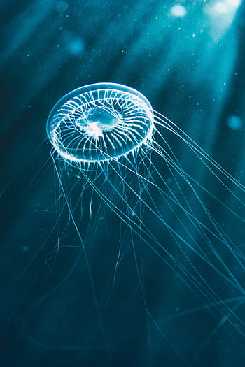 A mesmerizing view of a jellyfish glowing underwater amidst ocean currents and light rays. HD phone wallpaper