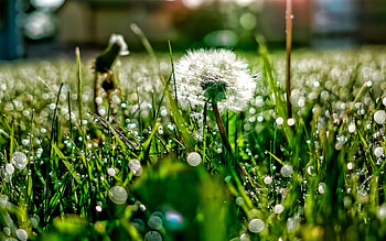 Grass, Drops, Macro, Shine, Light, Dew, Dandelion HD wallpaper