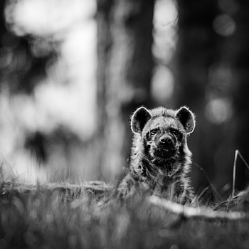 Animals, Wildlife, Bw, Chb, Hyena Dog, Hyeno-Shaped Dog HD phone wallpaper