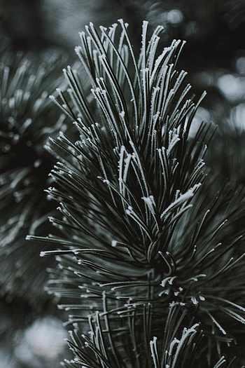 Macro, Branch, Frost, Hoarfrost, Needles HD phone wallpaper