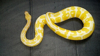 juvi albino bp, snake, ball python, ball, reptile, python, bp HD wallpaper