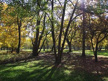 Csiga-garden in fall, light, fall, garden, autumn, forest HD wallpaper