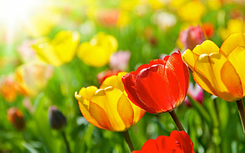 Beautiful Bright Tulips!, bright, beautiful, nature, flowers, tulips HD wallpaper