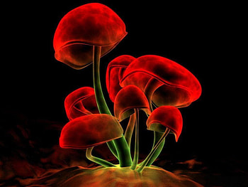 Red mushrooms, black, green HD wallpaper