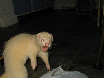 Attack!!, animal, ferret, albino HD wallpaper