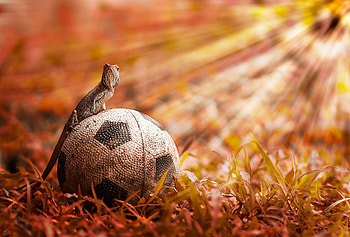 Animals, Grass, Shine, Light, Ball, Lizard HD wallpaper