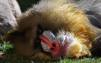 Animals, To Lie Down, Lie, Muzzle, Monkey, Hamadrila, Gamadril HD wallpaper