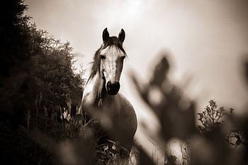 Horse Grayscale, horse, grayscale, animals, black-and-white, monochrome HD wallpaper