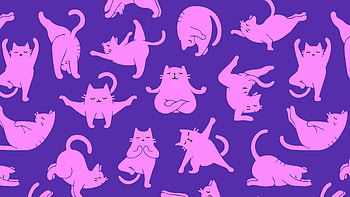 Cat Yoga, funny, Cat, CG, Yoga HD wallpaper