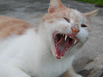 Yawn cute cat, cute, cat, beautiful, yawn HD wallpaper