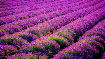 Lavender fields , Nature's tapestry, Serene landscapes, Blooming beauty HD wallpaper