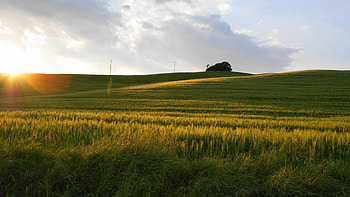 Nature, Sunset, Sun, Summer, Shine, Light, Field, Rye HD wallpaper