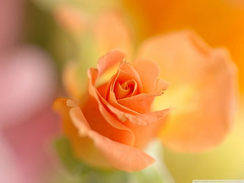 Yellow Rose, Yellow, Flower, Bokeh, Rose HD wallpaper