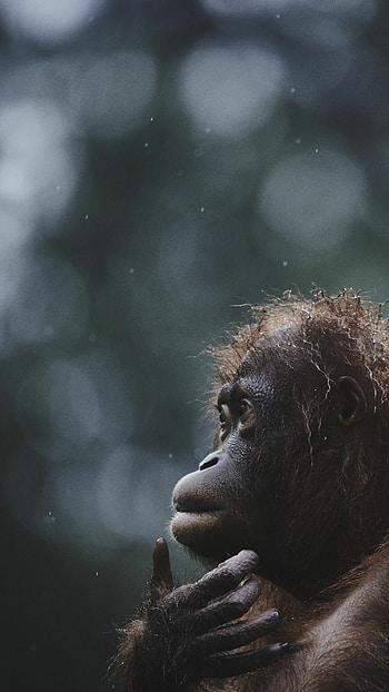 Orangutan, National Geographic HD phone wallpaper