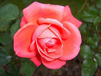 Spectacular rose, Delicate, Green, Leaves, Petals, Lovely, Nature, Rose HD wallpaper