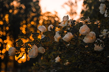 Beautiful white roses in bloom against a glowing sunset with a striking bokeh background. HD wallpaper
