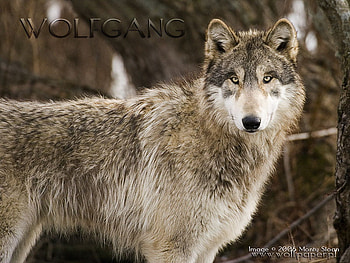King of the Forest, grey wolves, wolves, animals, wolves alert, big wolves, nature, forest HD wallpaper