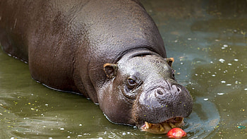 Cute baby hippos, Innocent animal babies, Mother's love, Baby wildlife HD wallpaper