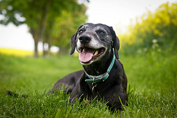 Animals, Grass, To Lie Down, Lie, Dog, Muzzle, Collar HD wallpaper