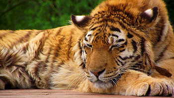 Animals, Muzzle, Striped, Big Cat, Rest, Relaxation, Tiger HD wallpaper