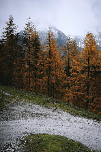 Landscape, Nature, Trees, Pine, Mountain HD phone wallpaper
