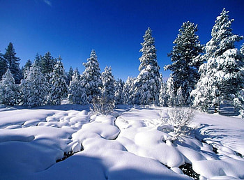 Forest, winter, nature, snow HD wallpaper