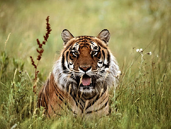 Panting Tiger, big cats, cats, tiger, animals HD wallpaper