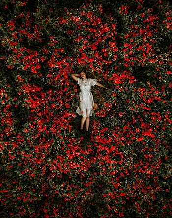 Aerial shot of a woman in white dress lying amidst a field of bright red flowers. HD phone wallpaper