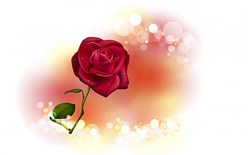 One rose, flowers, roses HD wallpaper