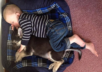 NAP TIME, BABY, LITTLE, PUP, NAPPING HD wallpaper