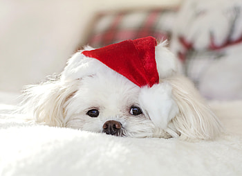 Cute, white fluffy, dog HD wallpaper