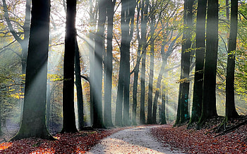 Avenue in Netherlands, sunbeams, road, Netherlands, avenue, autumn HD wallpaper