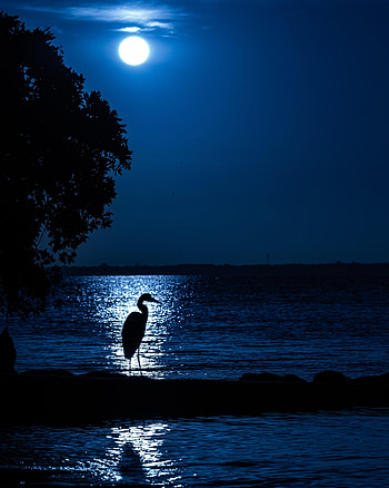 Night, Moon, Heron, Dark, Silhouette HD phone wallpaper
