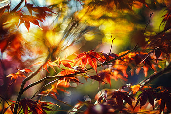 Autumn fantasy, rays, colorful, sunlight, glow, fall, beautiful, leaves, fanttasy, branches, trees, autumn, foliage HD wallpaper