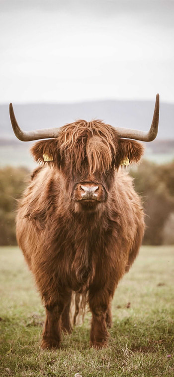 Brown cow beauty, Unique coat color, Aesthetic , Natural beauty HD phone wallpaper