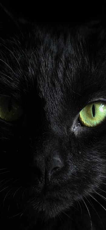 Elegant black cat, Enchanting green eyes, Striking xs max HD phone wallpaper
