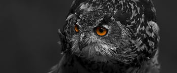 Close-up of a tawny owl showcasing its mesmerizing eyes and intricate feathers. HD wallpaper