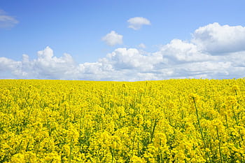 A vast field of blooming yellow mustard flowers under a bright blue sky, perfect for nature themes. HD wallpaper