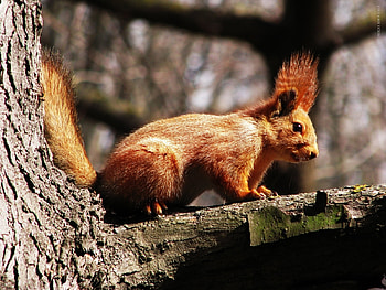 Animals, Nature, Squirrel HD wallpaper