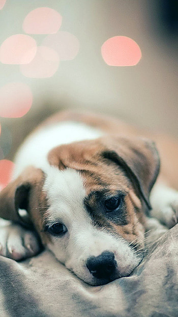 Cute pet , Wholesome , Endearing portraits HD phone wallpaper