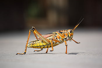 Detailed close-up of a vibrant grasshopper in a natural setting, showcasing vivid colors and textures. HD wallpaper