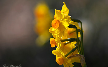 Daffodils, Yellow, Blir, Close up HD wallpaper
