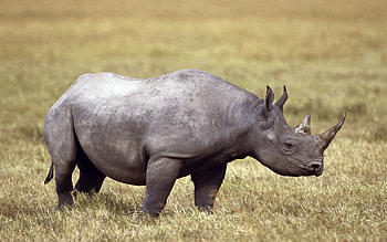 Animals, Grass, Field, Rhinoceros, Horn HD wallpaper