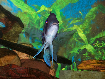Frontosa, tropical freshwater, fish HD wallpaper