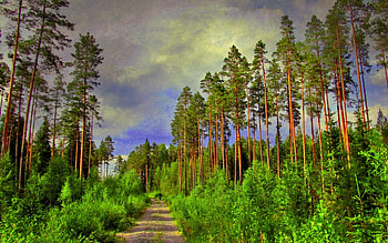 FOREST ROAD, trees, road, nature, forest HD wallpaper